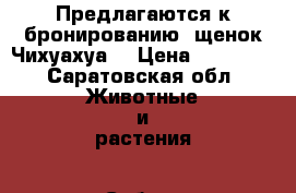 Предлагаются к бронированию  щенок Чихуахуа“ › Цена ­ 12 000 - Саратовская обл. Животные и растения » Собаки   